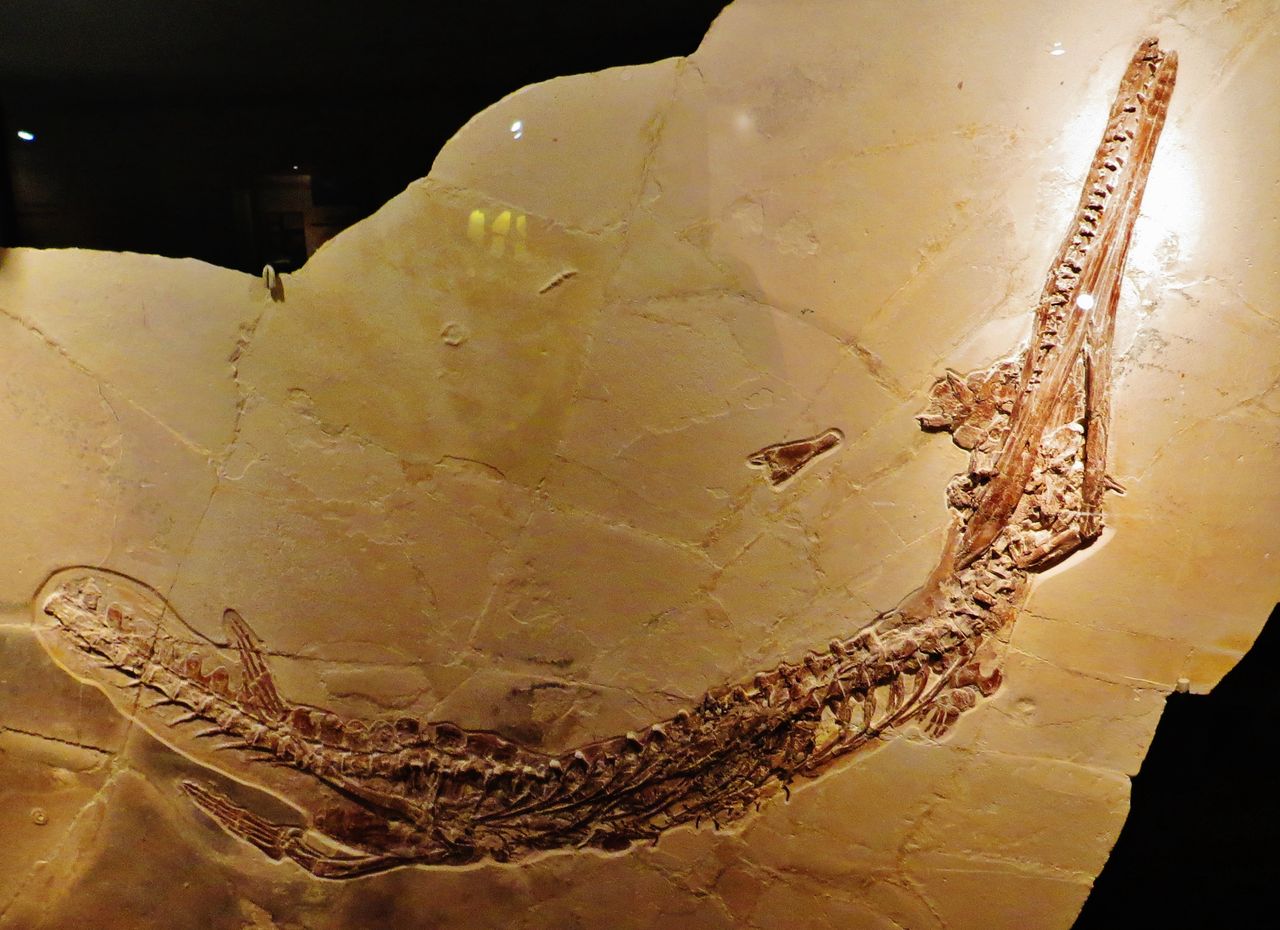 Fossils of one of the representatives of the marine crocodylomorph family Metriorhynchidae - illustrative photo