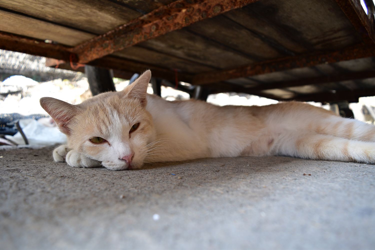Tajskie podróże lustrzanki Nikon D5500 [test] 50