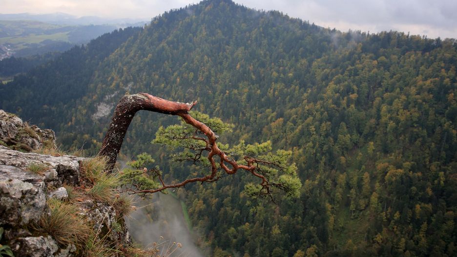 Pieniny