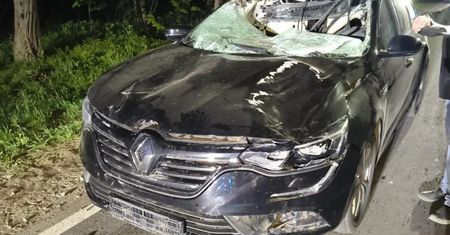 Kierowca zderzył się z łosiem. 11-latka w szpitalu