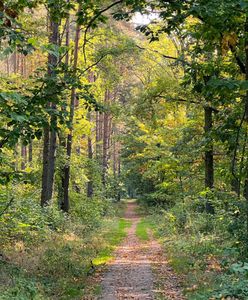 15-latka leżała w lesie. "Trzęsła się z zimna"