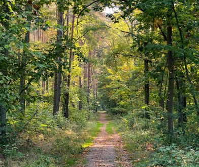 15-latka leżała w lesie. "Trzęsła się z zimna"