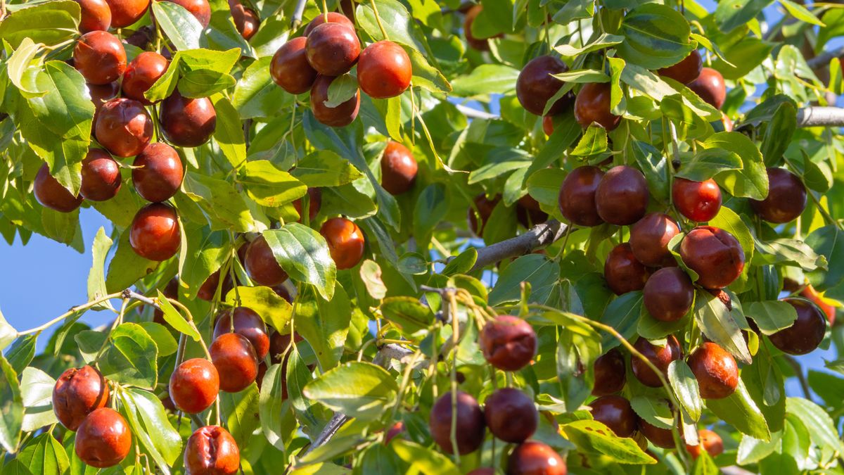 Głożyna pospolita może sprzyjać zdrowiu mózgu u seniorów