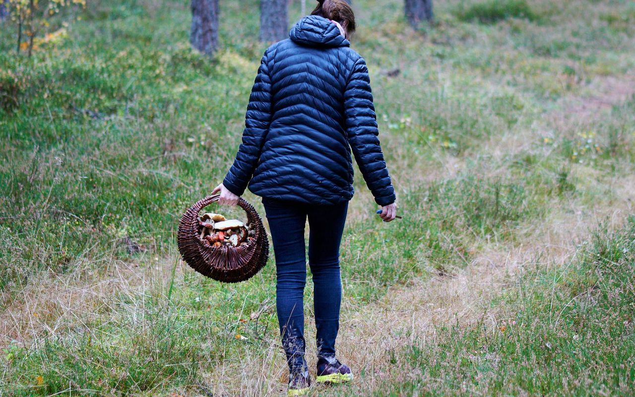 Zalas: Kurpiowskie Grzybobranie, gm. Łyse. Piąta edycja wydarzenia odbyła się 27.09.2025