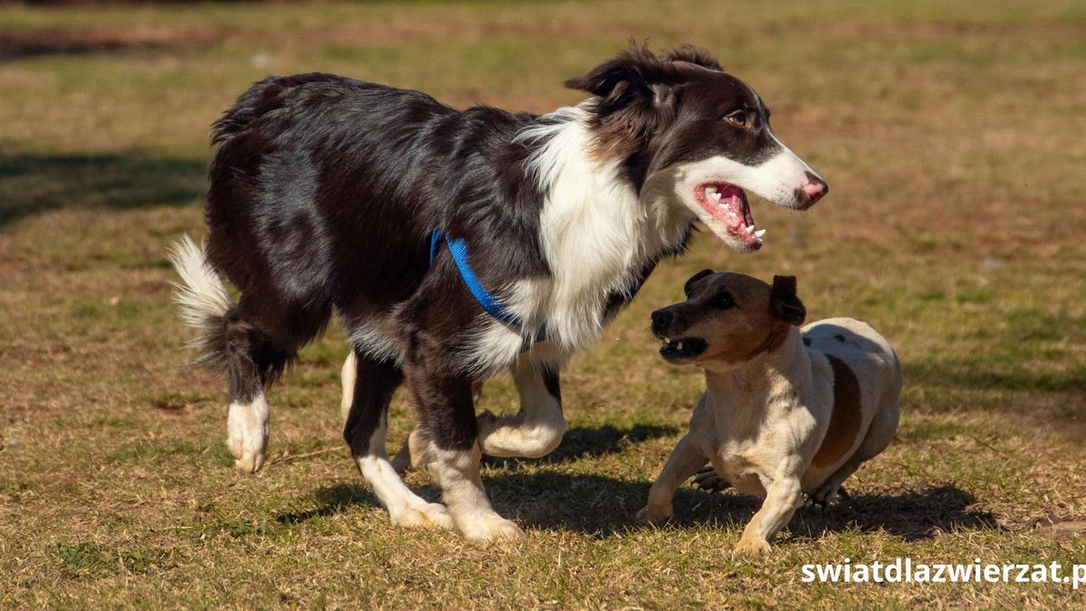 Dlaczego border collie atakuje inne psy?