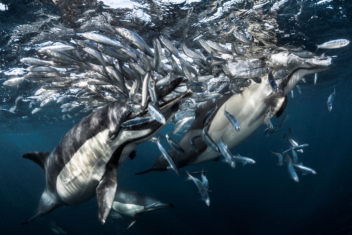 Takiego świata nie znacie. Oto najpiękniejsze zdjęcia podwodne w konkursie Underwater Photographer of the Year 2017 6