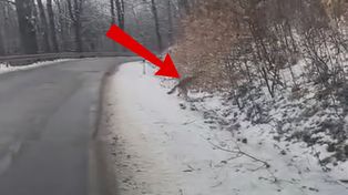 Tuż obok lasu. Aż zatrzymał auto. "Wracają"