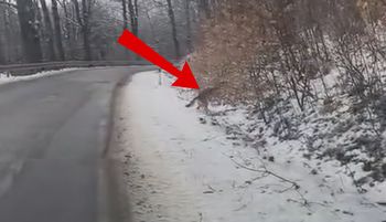 Tuż obok lasu. Aż zatrzymał auto. "Wracają"