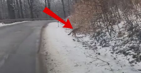 Tuż obok lasu. Aż zatrzymał auto. "Wracają"