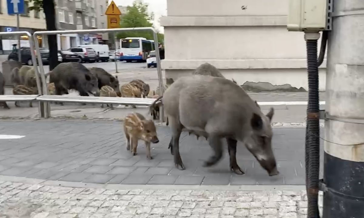 Дикі кабани у Варшаві