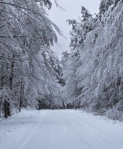 Zakaz w okolicach Nidzicy. Nie można wchodzić do lasu