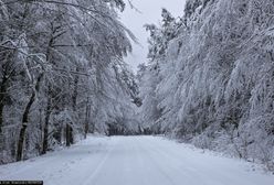 Zakaz w okolicach Nidzicy. Nie można wchodzić do lasu