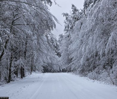 Zakaz w okolicach Nidzicy. Nie można wchodzić do lasu