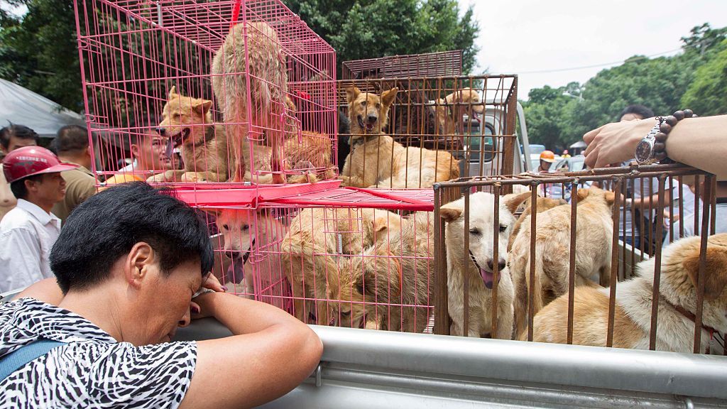 Festiwal psiego mięsa w Chinach