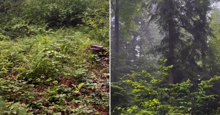 Bieszczadzcy leśnicy zaniepokojeni. Zaobserwowane wśród drzew