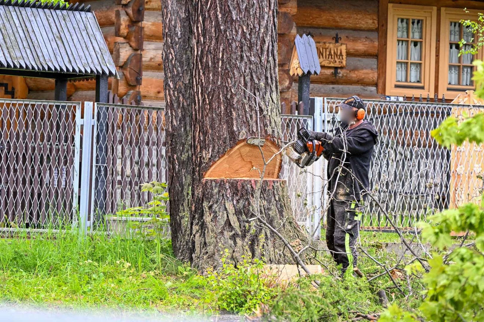 Nielegalna wycinka drzew w Zakopanem