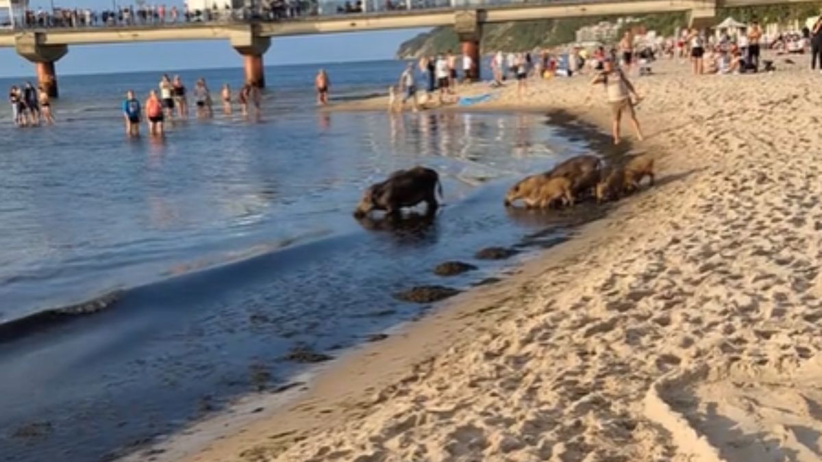 Dziki na plaży w Międzyzdrojach.