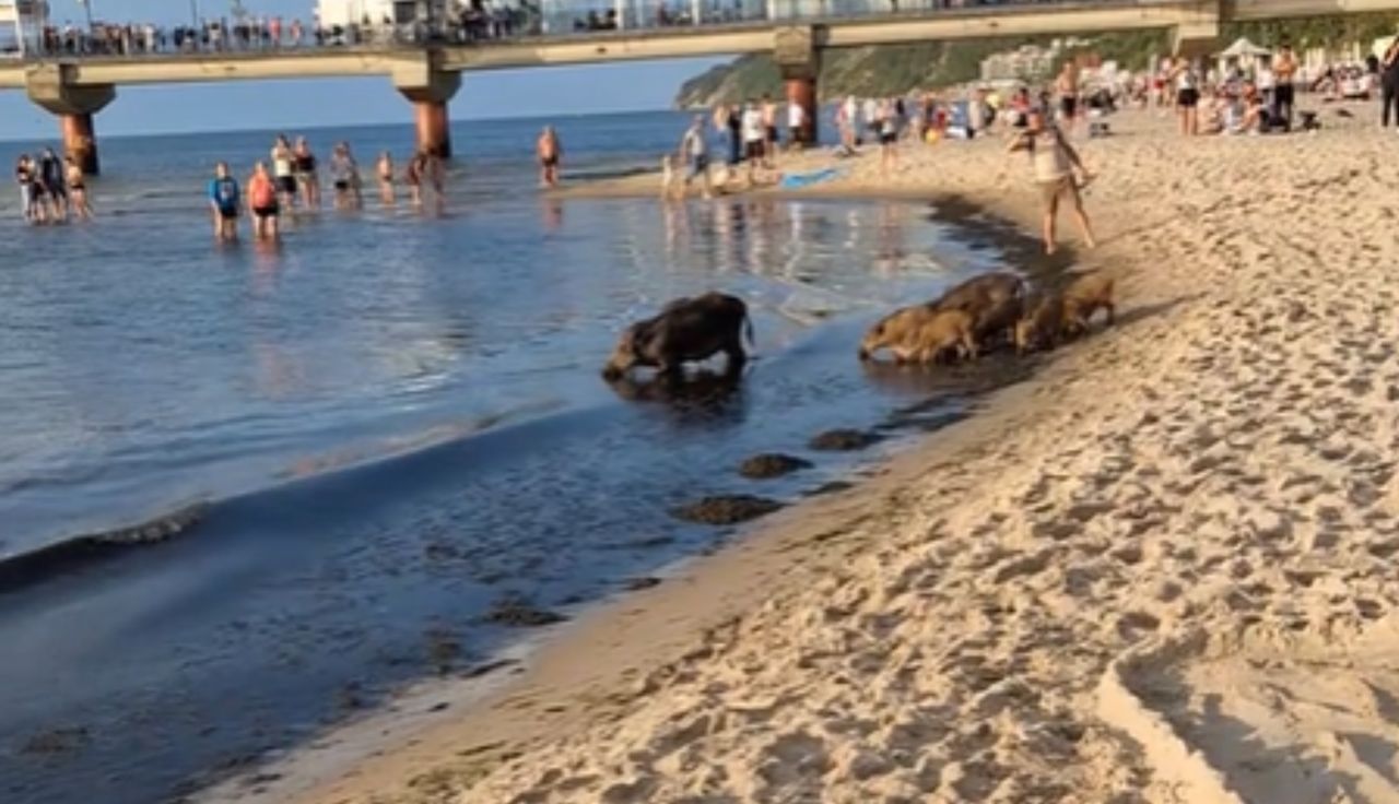 Był na plaży w Międzyzdrojach. I nagle coś takiego. Aż zaczął nagrywać