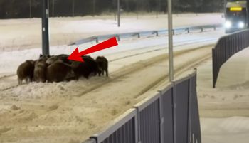 Sceny w Olsztynie. Ruch tramwajów wstrzymany. 900 tys. wyświetleń