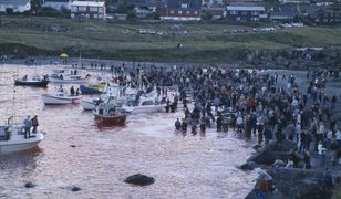 Grindadrap to brutalna tradycja na Wyspach Owczych. Rzeź delfinowatych trwa w najlepsze
