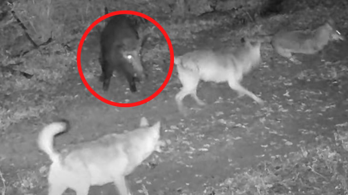 Wilki kontra dzik. Jest nagranie.