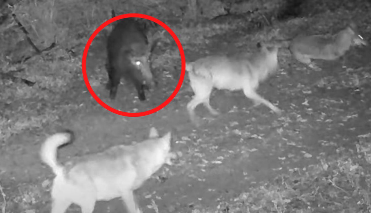 Trzy wilki. I nagle pojawił się dzik. Ale sceny w lesie