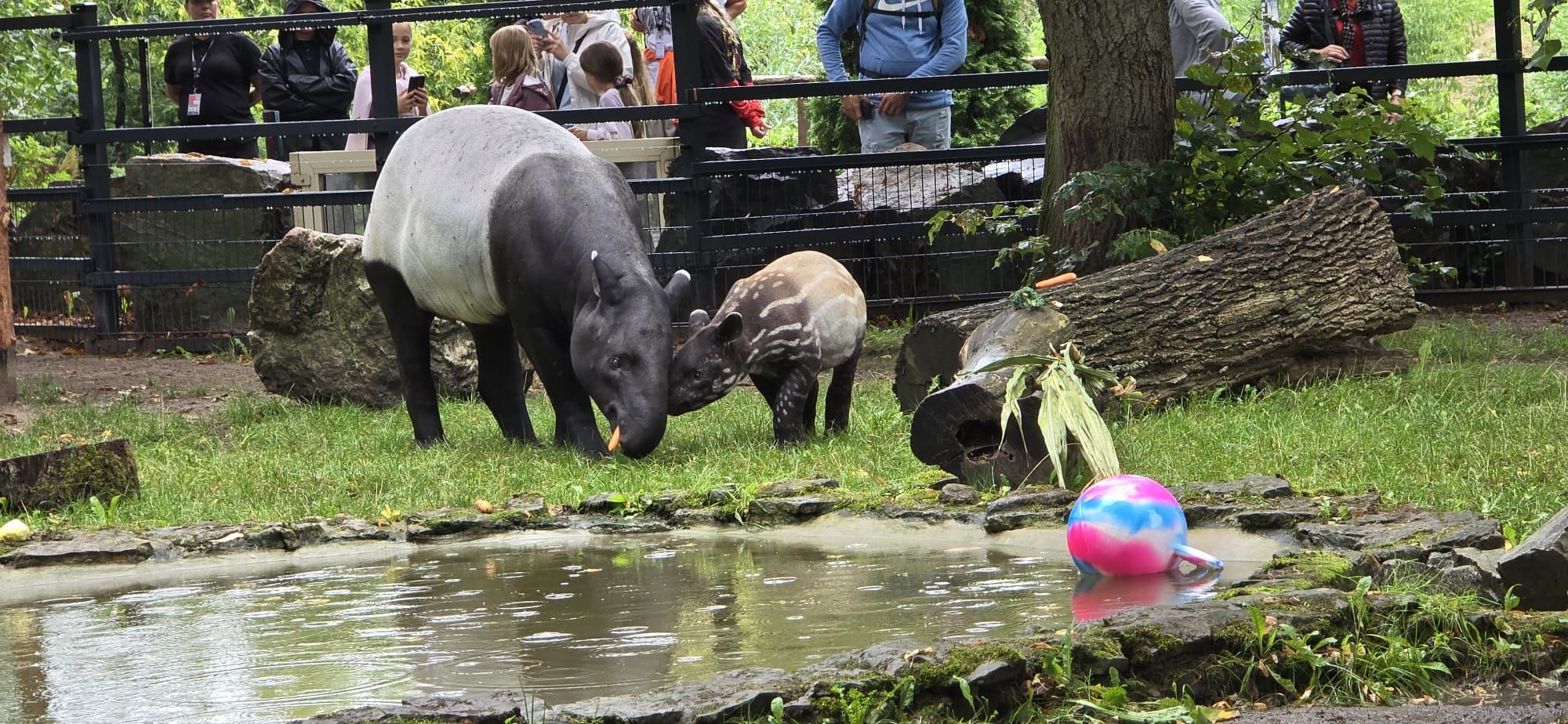 Tapir Baby Shower