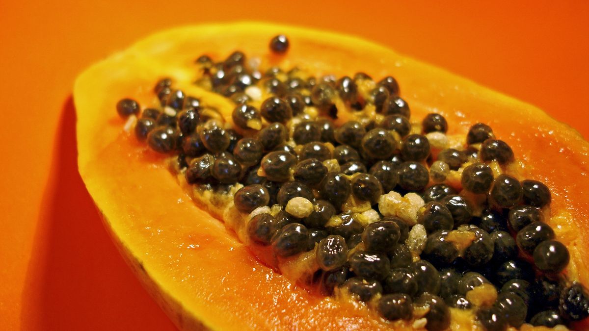 Papaya Fruit
Wagner Campelo