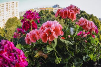 Domowy nawóz z dwóch składników. Wiosną podlej nim pelargonie