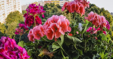 Domowy nawóz z dwóch składników. Wiosną podlej nim pelargonie