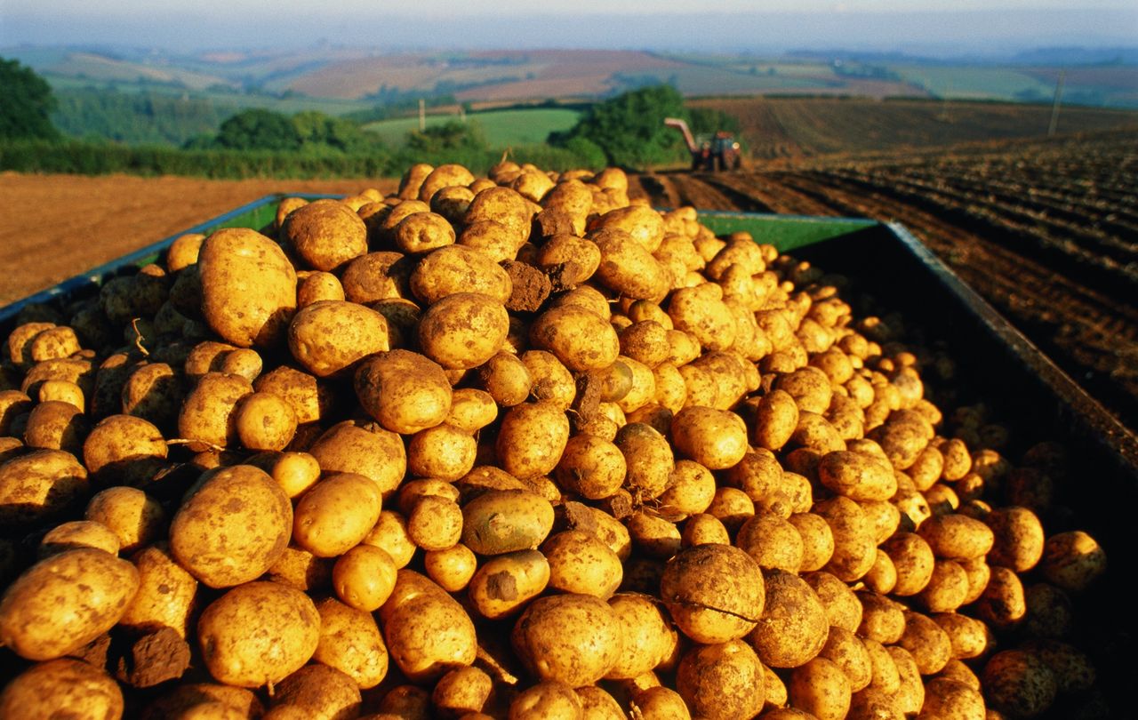 36-letni Polak wpadł w Niemczech. W tle ziemniaki i cebula