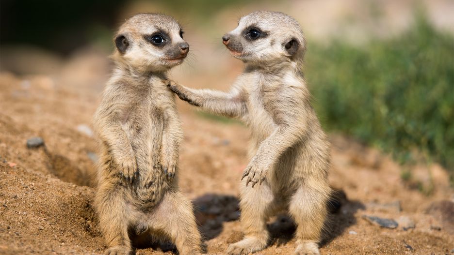 Meerkat
A picture from a meerkat
Cloudtail the Snow Leopard
animal, erdmännchen, jung, mammal, manguste, meerkat, säugetier, schartier, suricata, suricatta, tier, young
