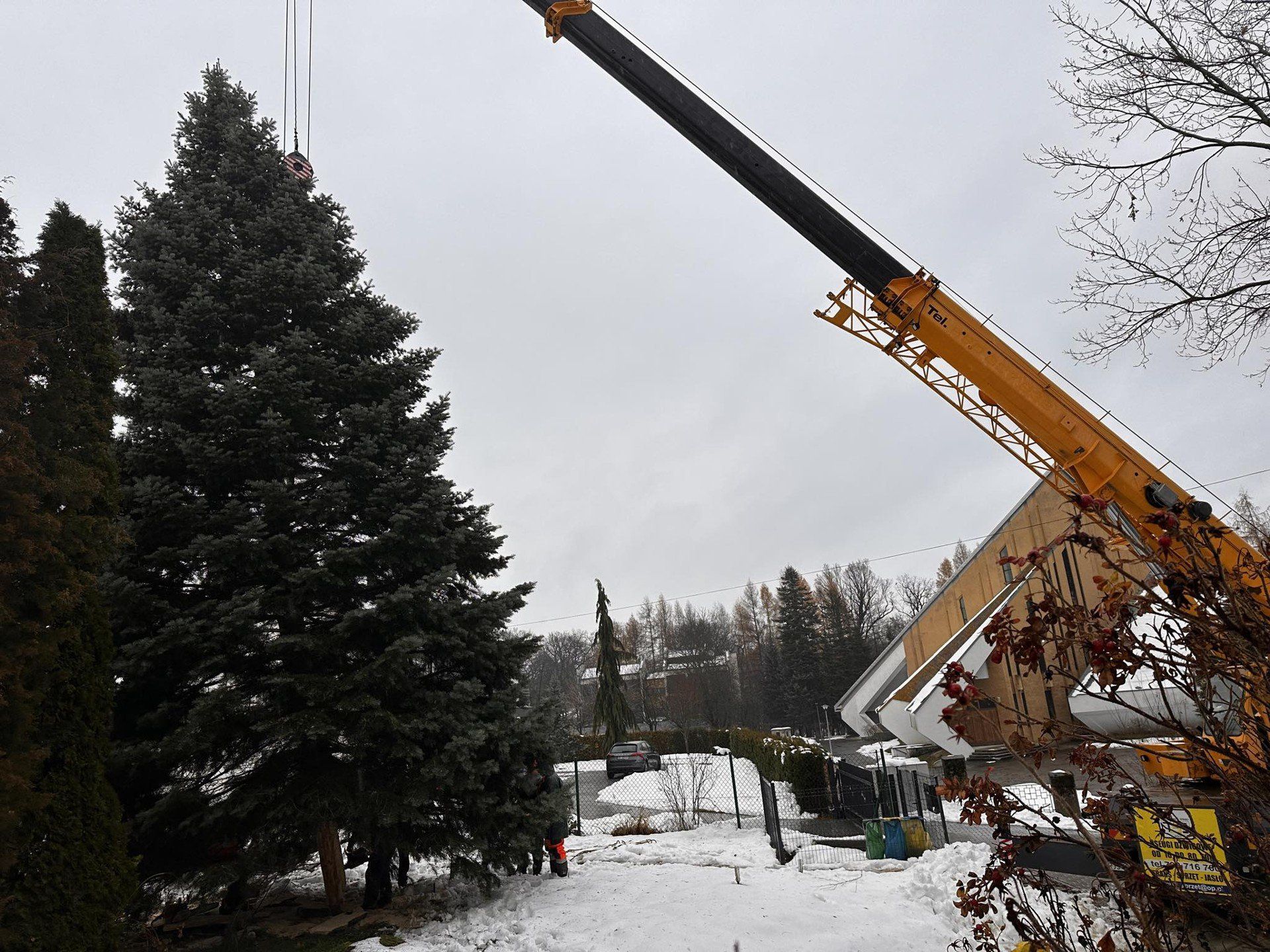 Choinka ruszyła na gorlicki Rynek