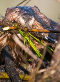 Sopot beavers granted dedicated ecological habitat