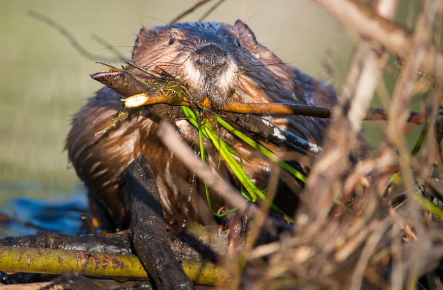 Sopot beavers granted dedicated ecological habitat