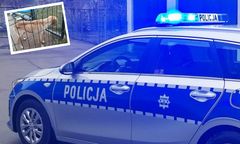 Przestał karmić psa. Powód przeraża