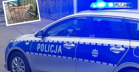 Przestał karmić psa. Powód przeraża
