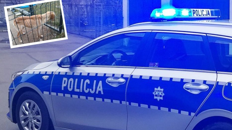 Kalisz. Zagłodzona labradorka