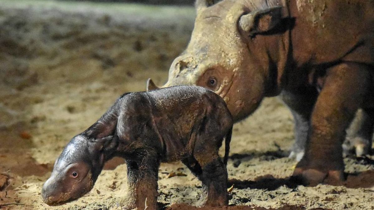 Na indonezyjskiej wyspie doszło do wyjątkowych narodzin