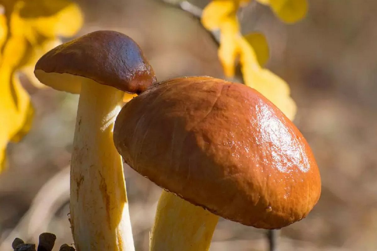 Tych grzybów nie marynuj w occie. Stracą swoje wartości