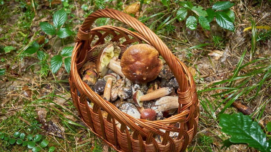 Lekarz wskazuje, że grzyby z terenów popowodziowych są groźne