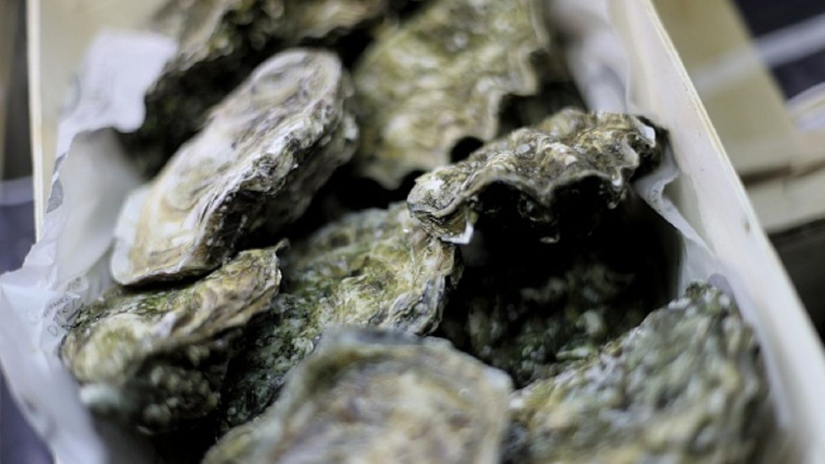 Ostrygi zagrożą igrzyskom?