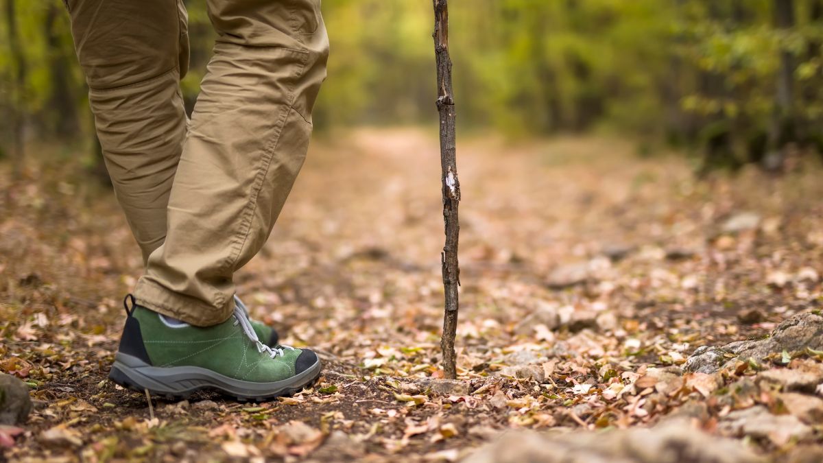Pojawiły się ponownie w lasach. Co to oznacza?