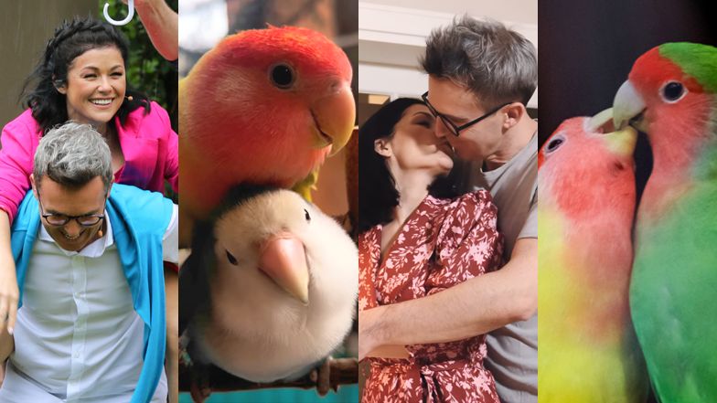 Papużki nierozłączki, które wyglądają jak "Kurzopki"