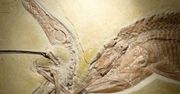 Dramat sprzed milionów lat: śmiertelna walka ryby z pterozaurem