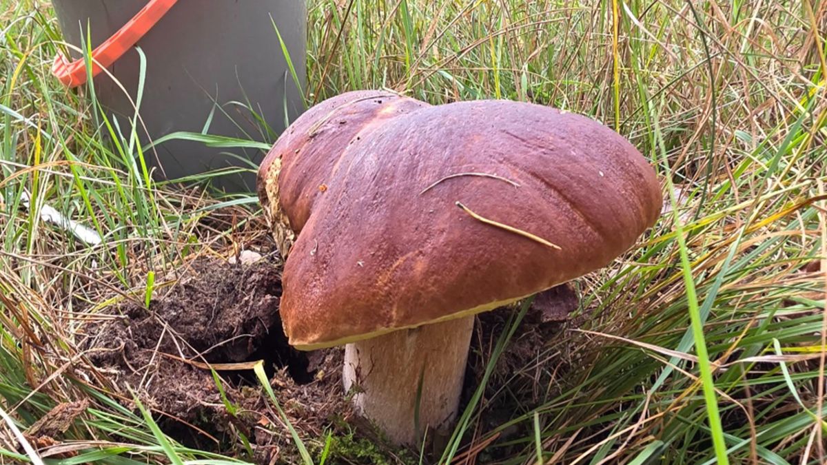 Borowisk sosnowy miał 1,5 kg.