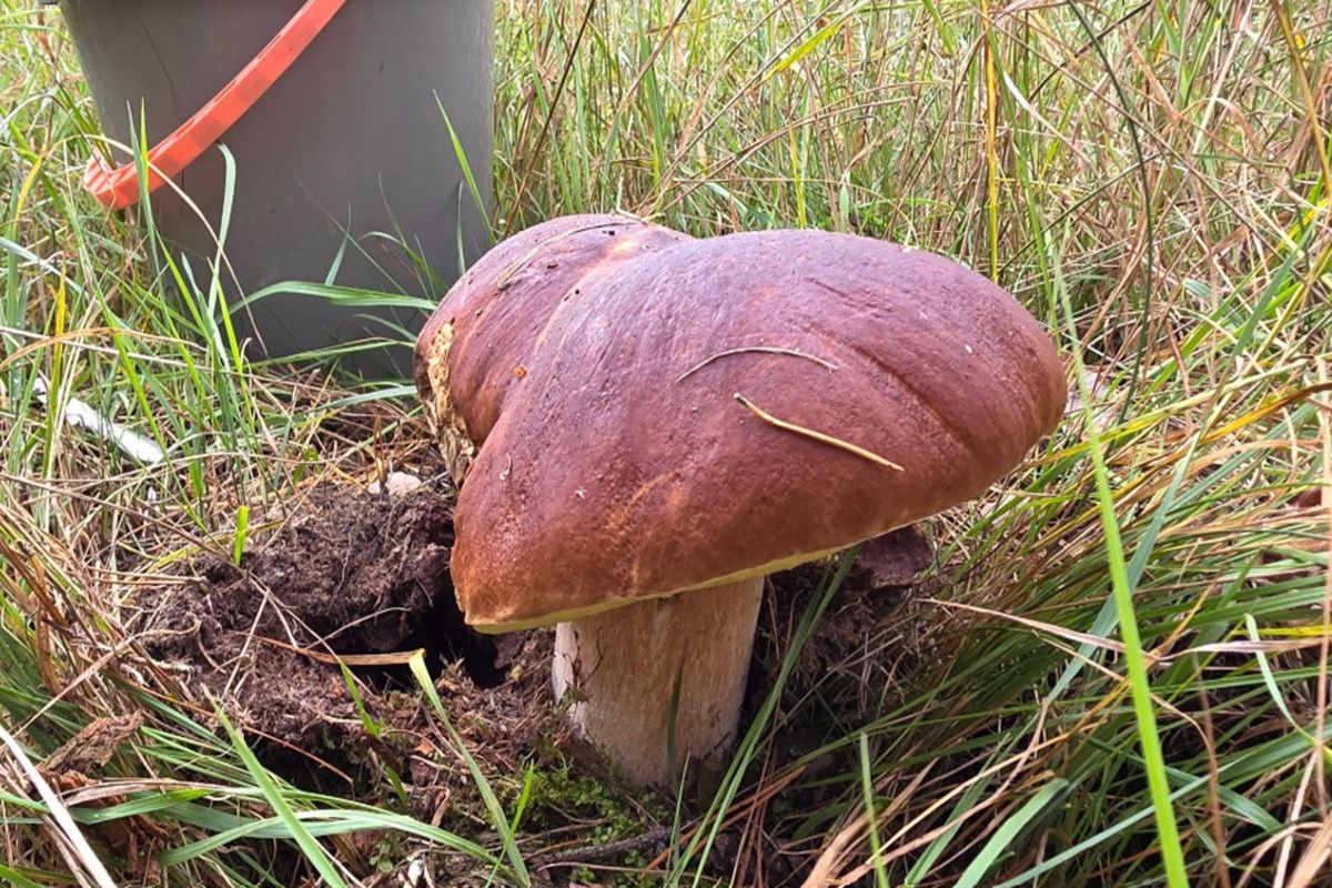 Ale grzyb! Znalazł borowika sosnowego. Imponująca waga