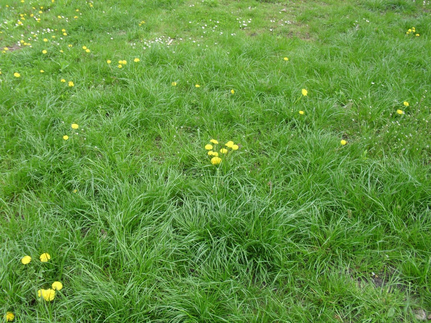 Sony Ericsson Satio - test 19