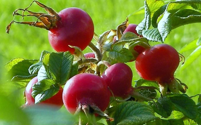 10 roślin, które mają najwięcej witaminy C