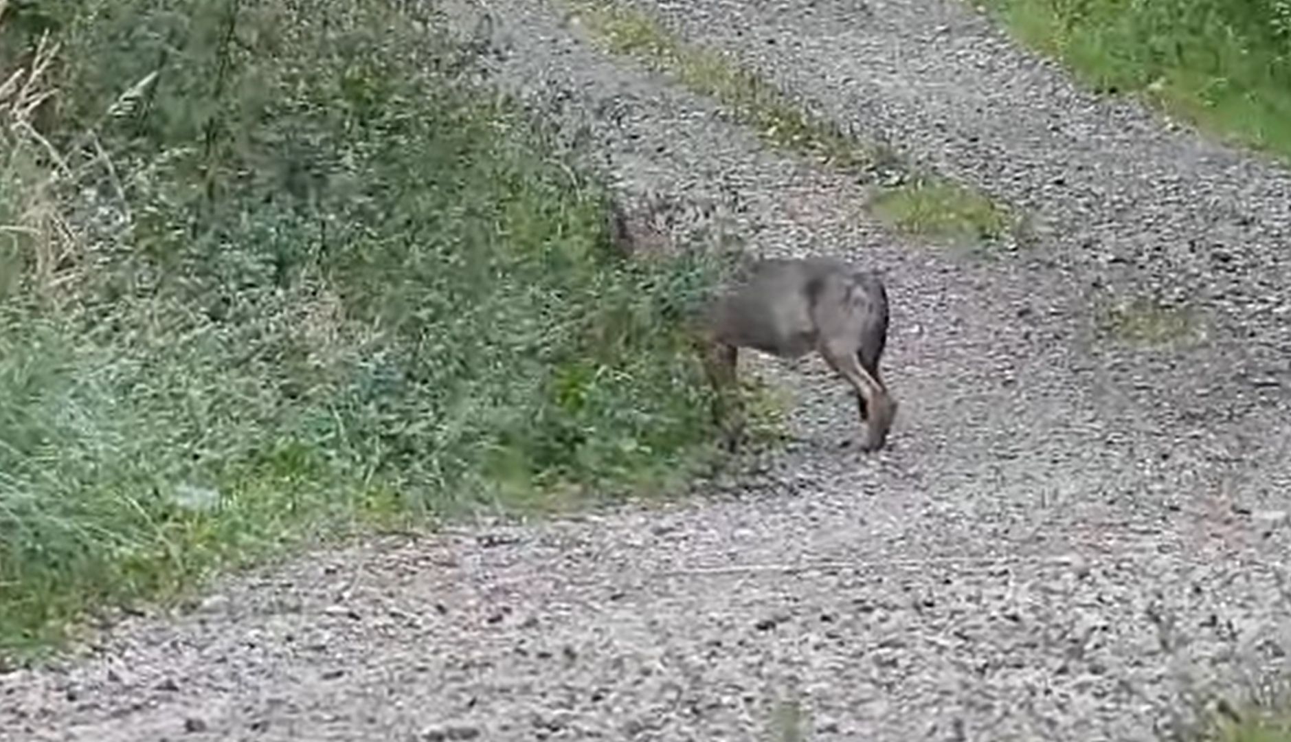 Aż się zatrzymał i zaczął nagrywać. Film niesie się po sieci